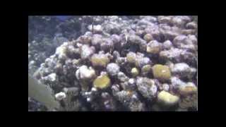 Coral Reef Bleaching Transect at Haulover Reef Virgin Islands National Park September 29 2010 [upl. by Matelda880]