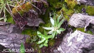 LiveForever Dudleya lanceolata Host plant [upl. by Maribelle]