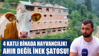 Ahır Değil İnek Şatosu 4 Katlı Binada Hayvancılık Yapıyor  Abi Nerdesin [upl. by Fabrice]