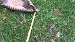 WARNING Handling a Dead Animal  Protecting Your Horses amp Yourself  Texas Armadillo [upl. by Pentheam]