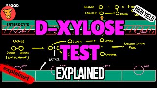 DXYLOSE TEST Explained [upl. by Weil]