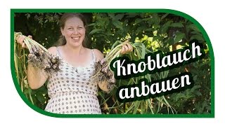 Knoblauch erfolgreich anbauen mit Ernte 🌿 so machen wir es 🌿 Knoblauch im Garten [upl. by Atinaej]