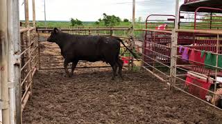 Bred Brangus Cow 18596  Cattle for sale [upl. by Tiffany]