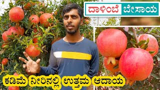 Pomegranate Farming insights  Yield Profit and Expenses [upl. by Waddle]