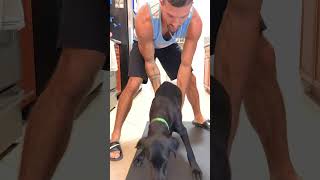 3Legged Dog Helps Dad Through Divorce  The Dodo animals thedodoanimals dodoanimals [upl. by Niven]