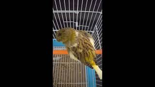 Beautiful gloster canary song احلى تغريد كناري الجلوستر [upl. by Kreitman]