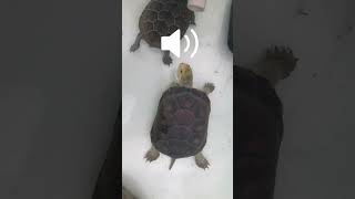 Have you ever heard the sound of a turtle [upl. by Nafis]