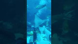 Fish feeding session SEA Aquarium [upl. by Aidroc]