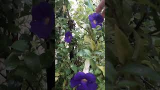 Thunbergia flowers Neelkantha [upl. by Chatterjee]