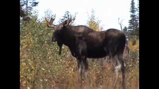 Moose Dance [upl. by Nico]