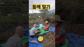 시골의 텃밭 🌿 들깨 rural garden perilla oil 들기름 shorts [upl. by Hgielek640]