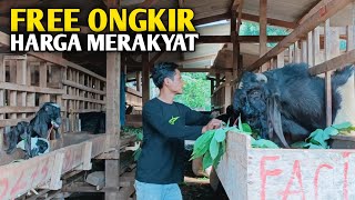 Kambing Tersedia Di Sini Mulai Harga 500 Ribuan [upl. by Rooker825]