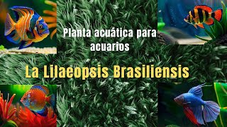 La Lilaeopsis Brasiliensis comúnmente conocida como microespada brasileña o césped acuático [upl. by Butler]