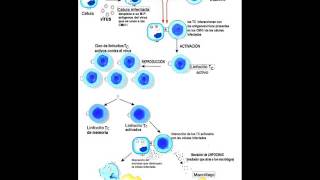 Respuesta inmune  Respuesta inmune celular [upl. by Aimik]