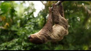 Daily Dose of Nature  Destination Diversity Ecosystems of the Peruvian Amazon amp Andes [upl. by Angrist]