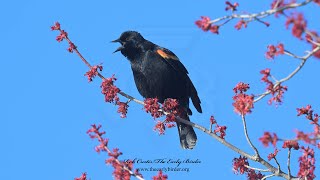 Agelaius phoeniceus REDWINGED BLACKBIRDS singing 9087838 [upl. by Eatnoid]