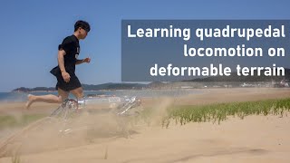 Learning quadrupedal locomotion on deformable terrain [upl. by Guyon925]