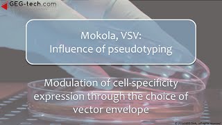 VSV Mokola Influence of pseudotyping in lentiviral vectors expriments [upl. by Chesna]