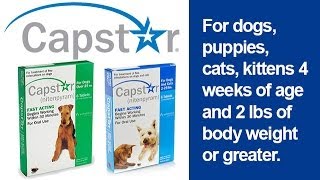 Capstar Flea Treatment for Dogs and Cats 2 lbs and Up [upl. by Tavy]