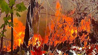 FDNY BOX 1697  FDNY BATTLING A VERY STUBBORN ALL HANDS BRUSH FIRE IN HIGHBRIDGE PARK MANHATTAN NYC [upl. by Etnelav]