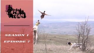 ATA ARMS  ATA TEAM Sülün Avı  Pheasant Hunting Episode 7 [upl. by Basil]