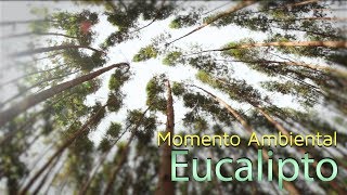 Eucalipto  Momento Ambiental [upl. by Warden]