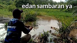 edan Sambaran nya cesting ikan gabus [upl. by Nomled987]