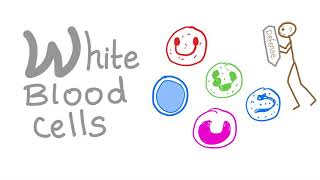 White Blood Cells WBCs  Your body’s Defense  Hematology [upl. by Ody]