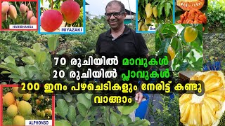 ഒരു വെറൈറ്റി പഴത്തോട്ടമൊരുക്കാം Iഎല്ലാം ഇവിടെ ഉണ്ട് Fruitplant Nursery Chalakkudy Kerala [upl. by Beedon163]