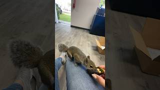 Squirrel enters office to take my avocado snack squirrels squirrelslovers pitchucasquirrel [upl. by Resa]