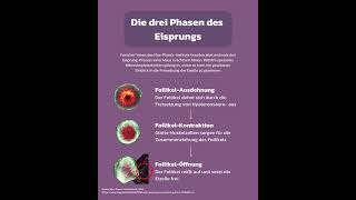 Erster Eisprung in Echtzeit gefilmt [upl. by Annadiana]