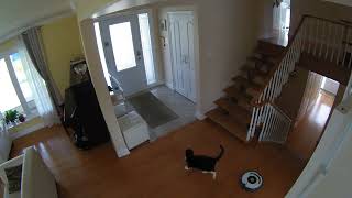 Cat vs Roomba Redux [upl. by Notxam]