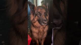 My shadow wherever I go always feeling safe security dog germanshepherd dogvideos subscribe [upl. by Ardnasella25]