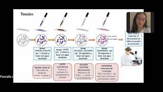 Bacteriológica Tinción de Gram y Tinción de ZiehlNeelsen [upl. by Yrdnal]