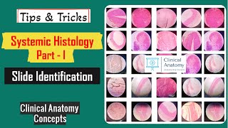 Systemic Histology Part  I Slide Identification Tips amp Tricks I Histology Spotters I CCAnatomy [upl. by Malti]