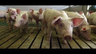 Wie Schweine in der Massentierhaltung gequält werden MDR Exakt [upl. by Joselyn84]