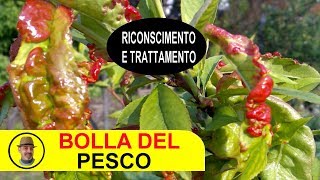 BOLLA DEL PESCO riconoscimento e trattamento [upl. by Alanah629]