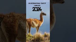 UN International Year of Camelids 2024 [upl. by Nirmak800]