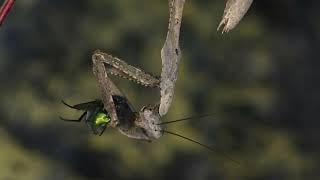 Sticky the mantis feeding [upl. by Tomasine]