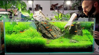 FASTEST Growing Aquarium Plant Takes Over [upl. by Zined653]