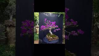 begonvil bonsai [upl. by Akineg]