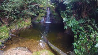 Hiking above Maracas Waterfall [upl. by Alica196]