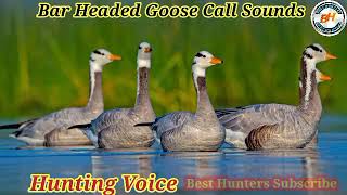 Bar Headed Goose Call Sounds Best Call For Hunting Bar Headed Geese [upl. by Adiaz]