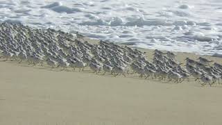 Sanderlings running back and forth with the waves  Half Moon Bay State Beach [upl. by Hakaber]