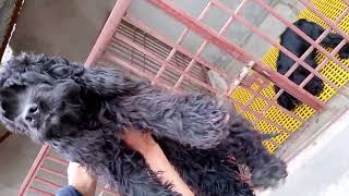 Top Quality American cocker spaniel ka setup FAISALABAD main Rehanali11223 [upl. by Nerrej]