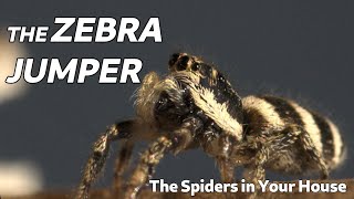 The Spiders in Your House  The Zebra Jumper [upl. by Tutto241]