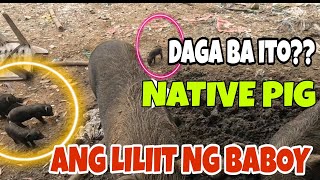 NATIVE PIG  BABOY 🐖 [upl. by Chang]