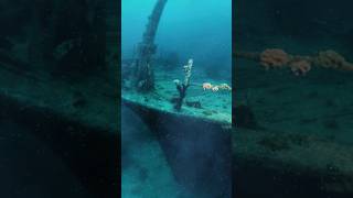 Diving the USS Oriskany SHIPWRECK [upl. by Allerie]