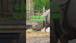 Verhuizing van Indische neushoorn Gainda eindhovenzoo dierentuin verhuizen transport [upl. by Irrep]