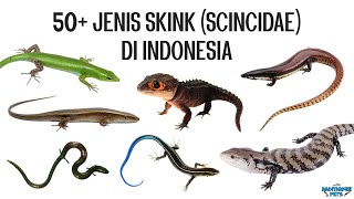 50 Jenis Kadal Skink Scincidae di Indonesia [upl. by Westmoreland]